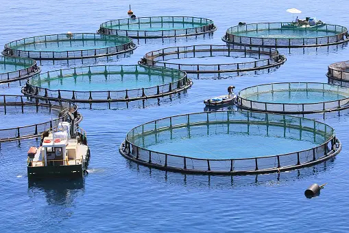 Aquaculture Akuakultur