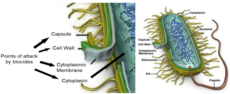 Titik Serangan Biosida