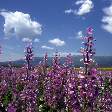  budidaya semak belukar