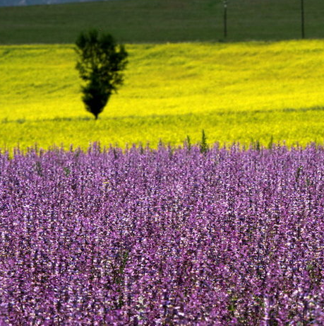  budidaya semak belukar