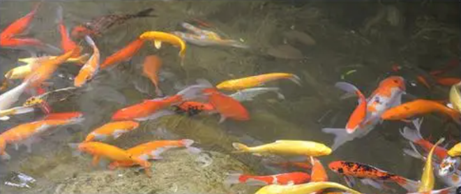 industri budidaya perikanan