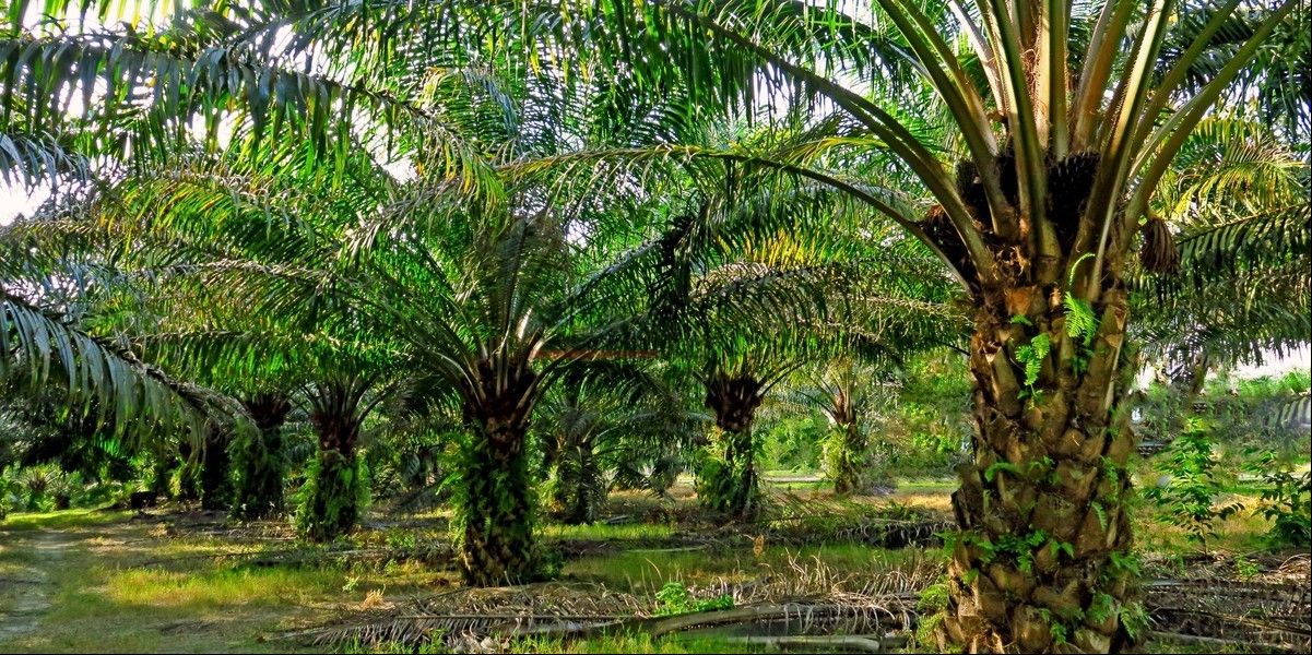 minyak sawit kaya akan asam lemak rantai C12-C14